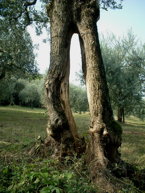 Tronchi